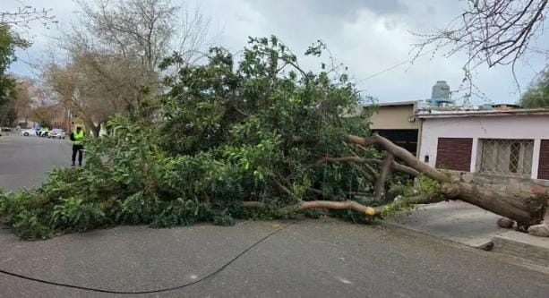 El viento Zonda complicó la mañana en Mendoza: árboles y postes caídos