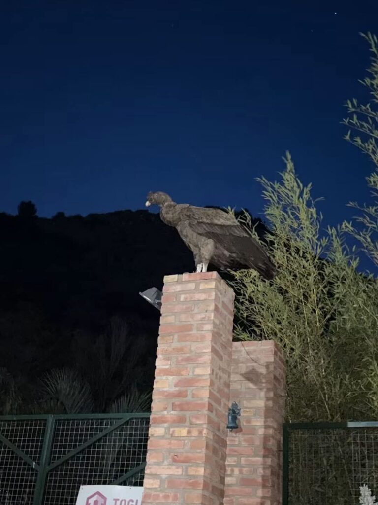 Un cóndor sorprendió a los vecinos en el ingreso a la Quebrada de Villa Elena